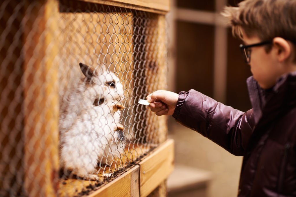 Factors to Consider Before Building A Rabbit Cage