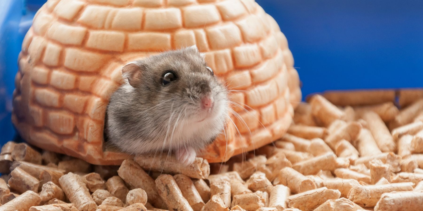 The Basics of Hamster Care: A Beginner's Guide