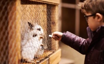 Factors to Consider Before Building A Rabbit Cage