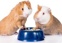Aspects to Consider When Buying Guinea Pig Foods