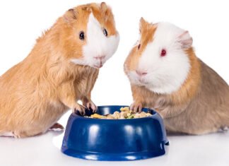 Aspects to Consider When Buying Guinea Pig Foods