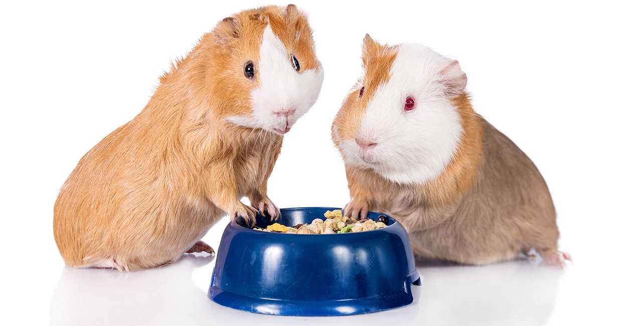 Aspects to Consider When Buying Guinea Pig Foods