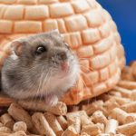 The-Basics-of-Hamster-Care-A-Beginner-s-Guide