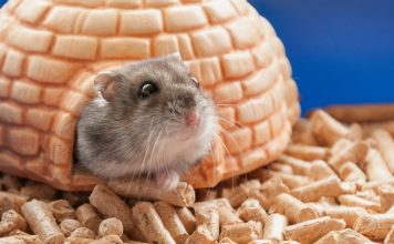 The Basics of Hamster Care: A Beginner’s Guide