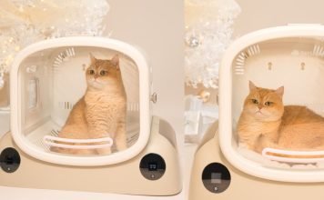 Pet Dryer Benefits: Faster Drying, Less Mess, Happier Pets